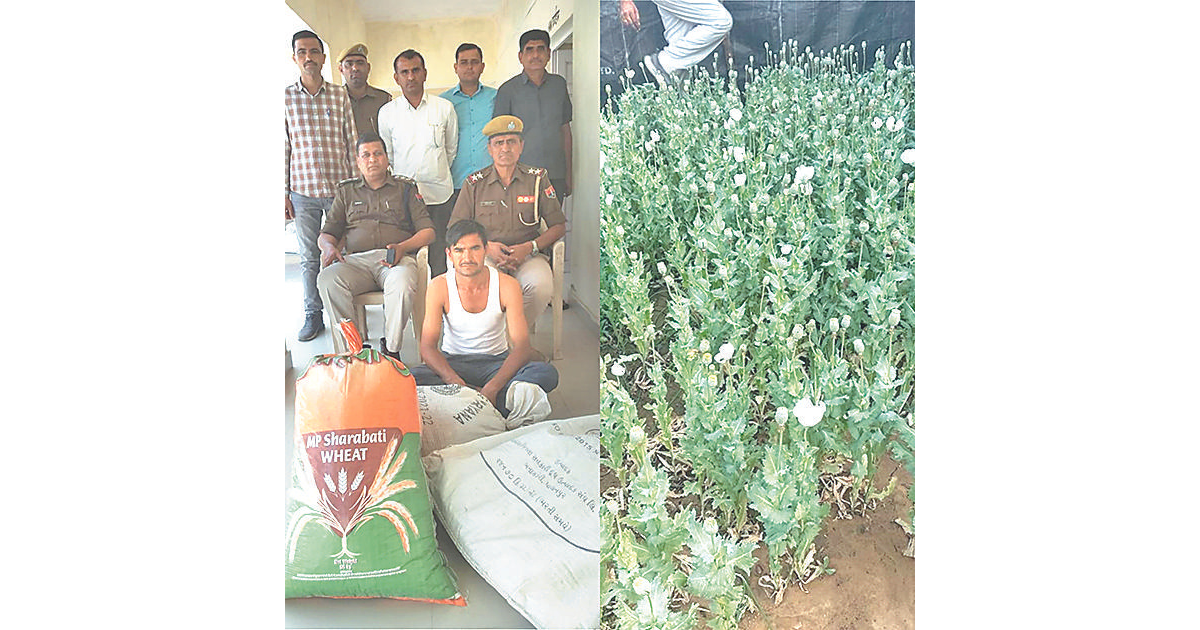 Man arrested for growing opium in Barmer, 601 plants seized